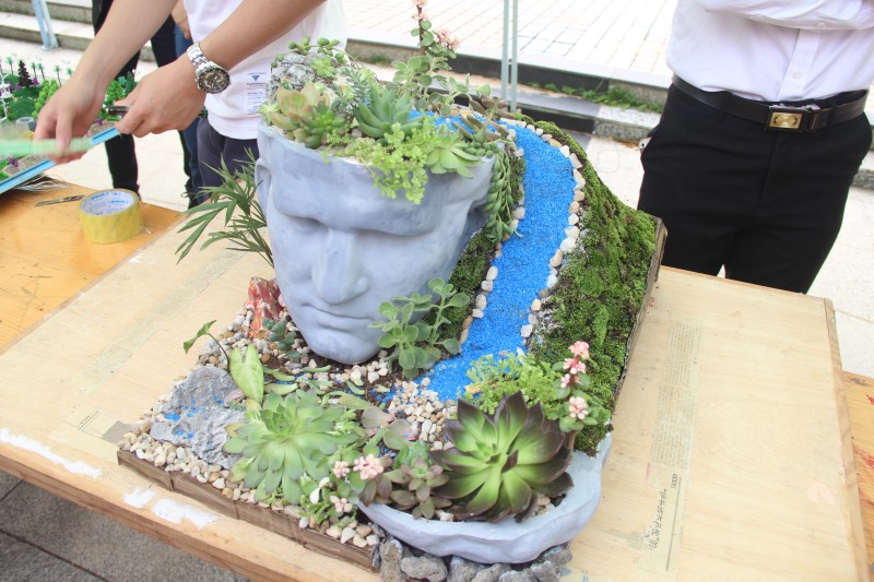 火龙果小盆栽制作