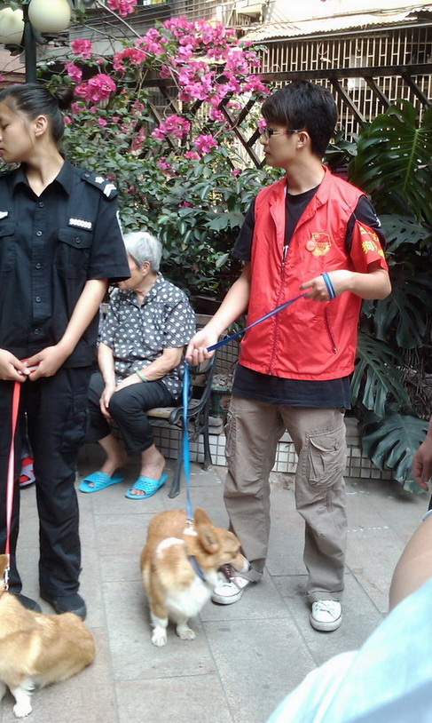 广东科贸职业学院两进三同宠物心理疗法志愿