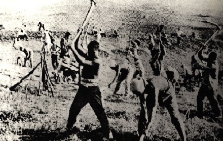 根据地的广大青年响应党的号召,积极参加大生产运动.